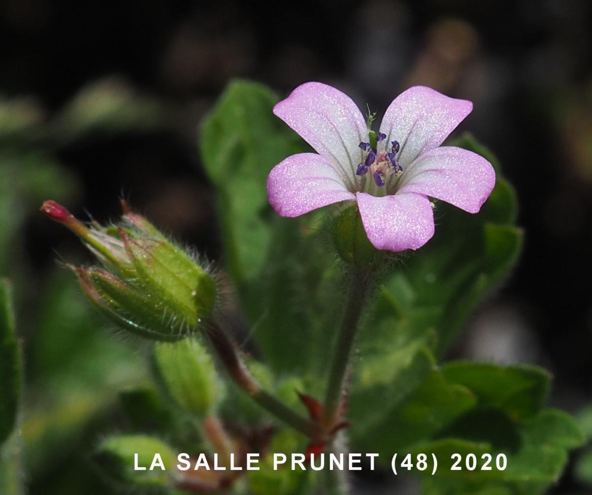 Cranesbill, Round-leaved flower